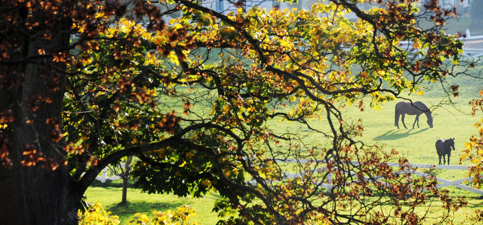 1 Herbst & Pferde.jpg